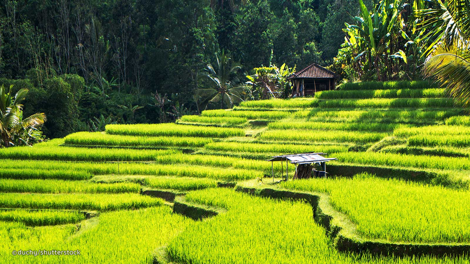 Ubud Indonesia