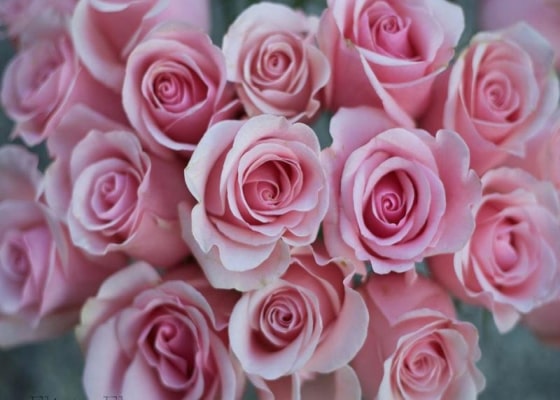 pink roses min