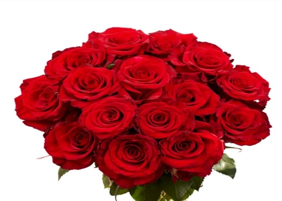 red roses min