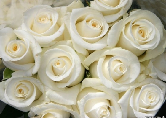 white roses min